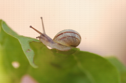 Escargot petit gris sur feuille de bette